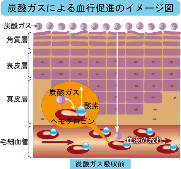 炭酸ガスによる血行促進