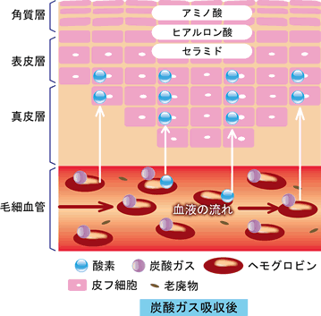 炭酸ガス吸収後の血行促進