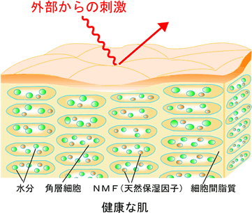 正常肌のイメージ